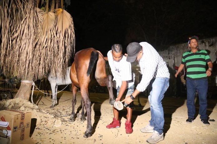 Otro caballo herido por los clavos.