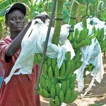 Trabajadores en fincas de banana