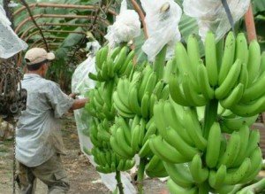 bananerasEC