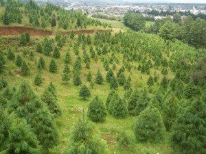 bosque_plantacion
