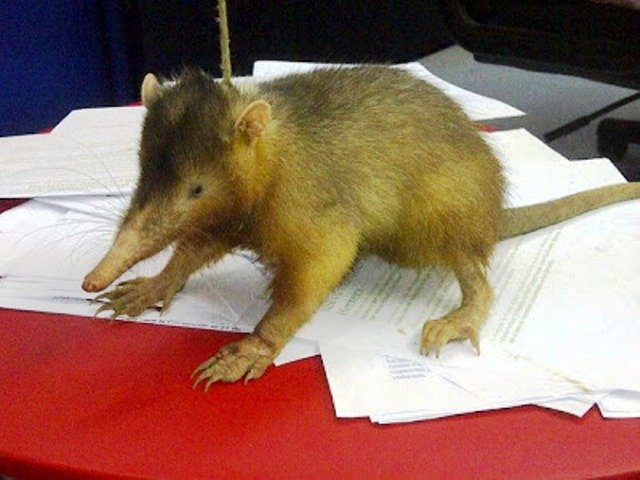 11 11 13 21 14 7343336