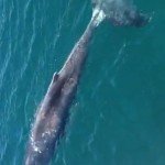 ballena 333