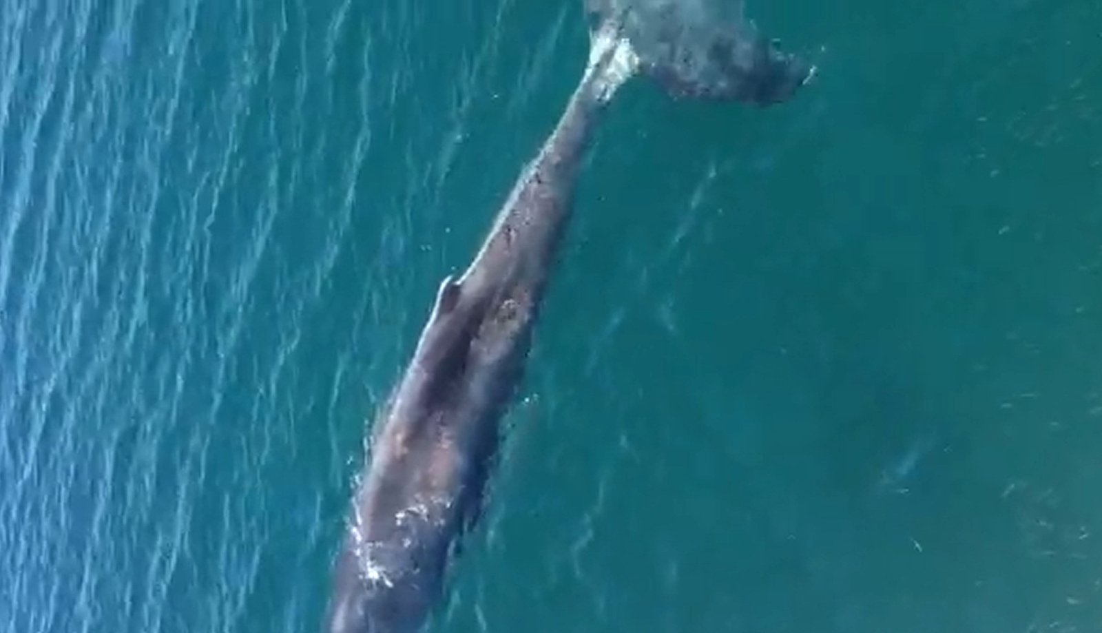 ballena 333