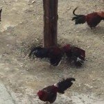 11401547 838276156207493 9196099371562908196 n