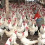 pollo