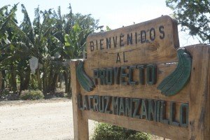 Renuncia administrador general del proyecto bananero La Cruz de Manzanillo 2 9