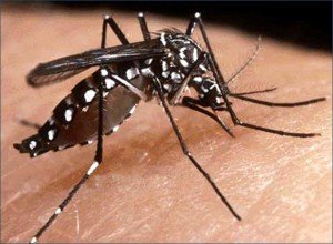 DENGUE (1)