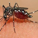 zika11