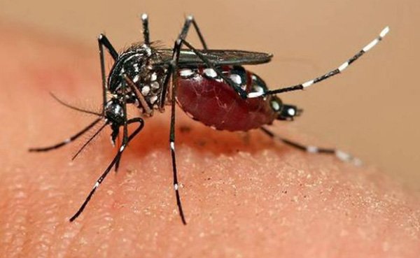 zika11