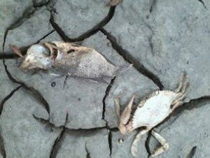 3b66523fe5888c0b2ed423512bbc4553_300x226