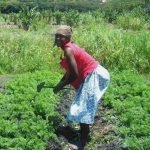 Mujeres campesinas MetroRD