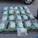 ocupan droga camuflada en 589 guineos de ceramica en montecristi