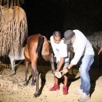 Otro caballo herido por los clavos.