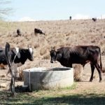la sequia castiga con rigor la agricultura y ganaderia en noroeste