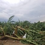 tornado afecta plantacion de bananos viviendas y centro de atencion primaria en montecristi