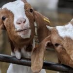 alquilar cabras para amenizar videollamadas la original salvacion de una granja britanica