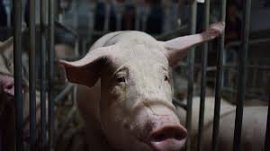 8CFE74C4 57EA 4966 8D41 543804D26ECE