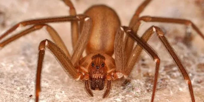 iran a linea noroeste a identificar especie que causa picaduras