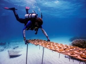 Programa Restauracion de Corales Fundacion Grupo Puntacana